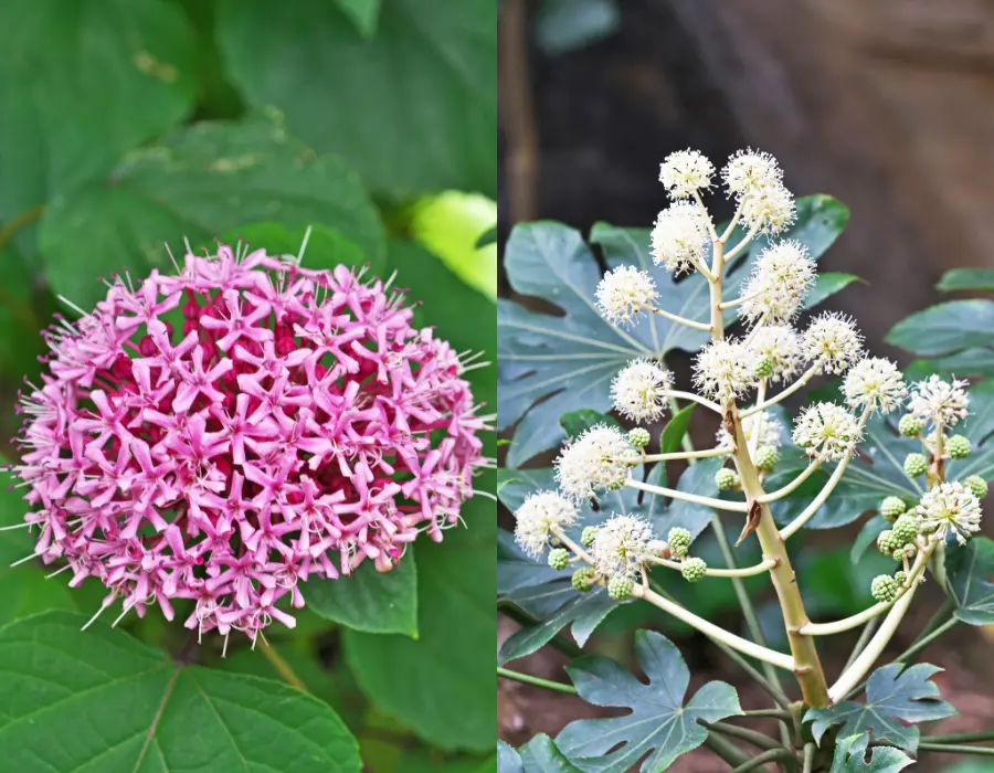 Grønne krukker Fatsia Japonica