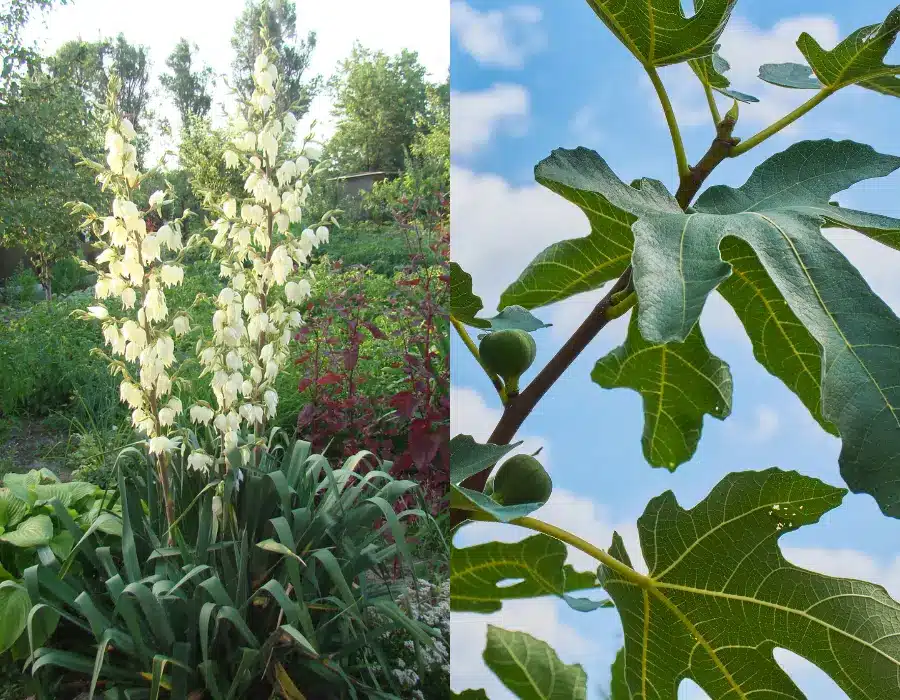 Udendørs krukkeplanter figen