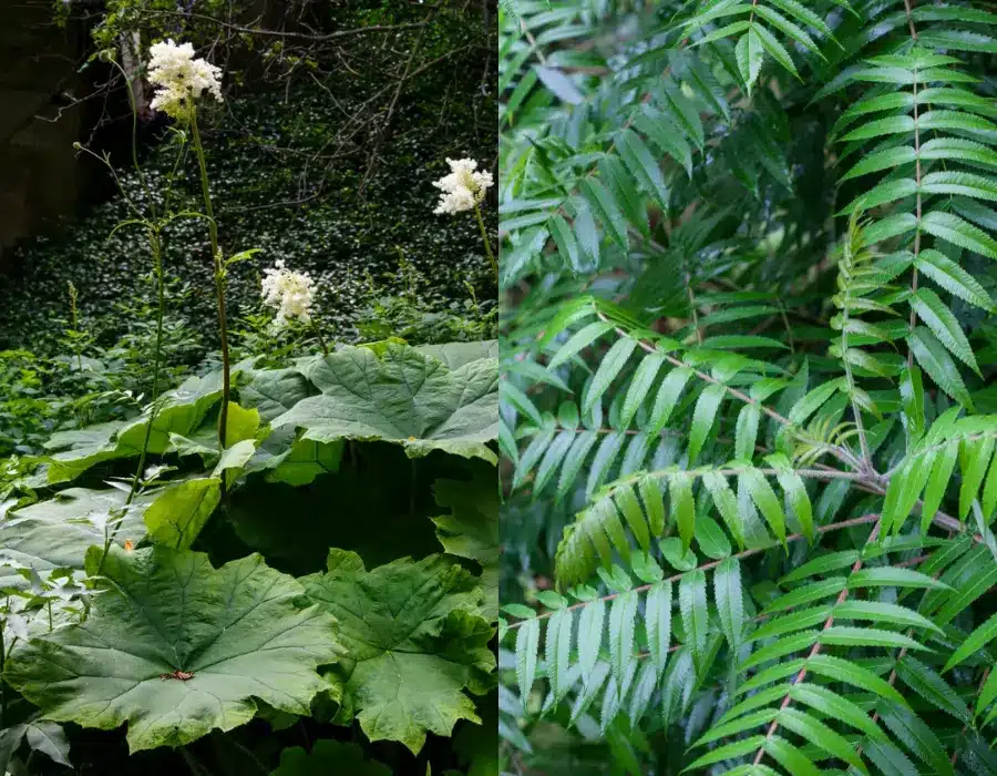 planter i store krukker parasolblad