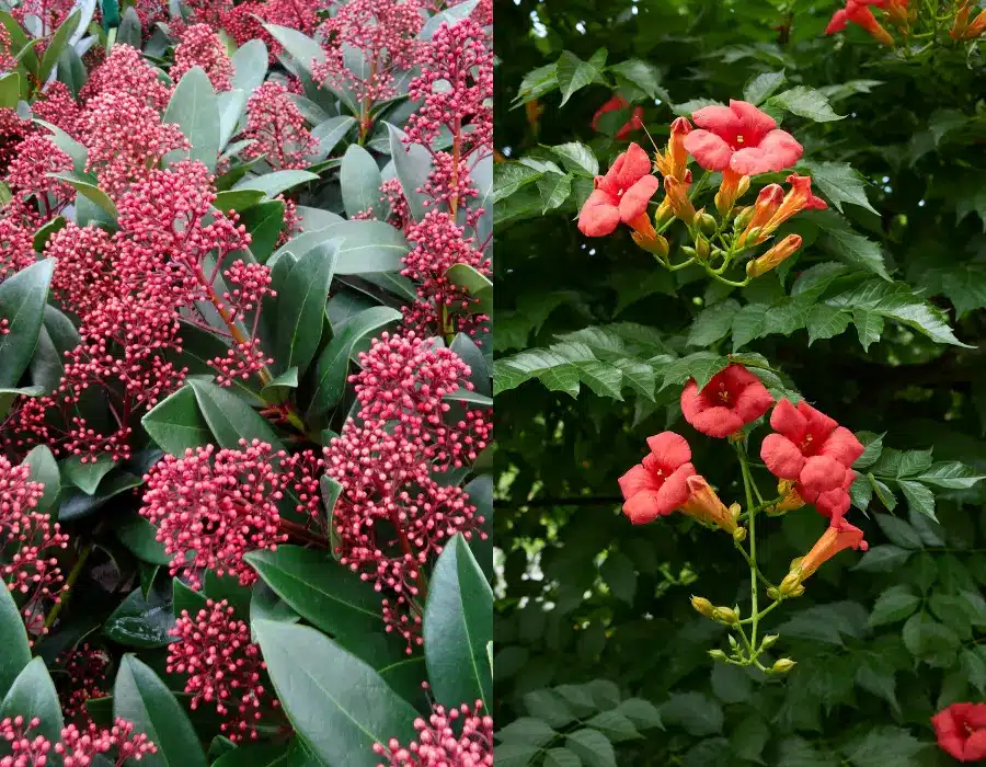 planter i store krukker trompetblomst