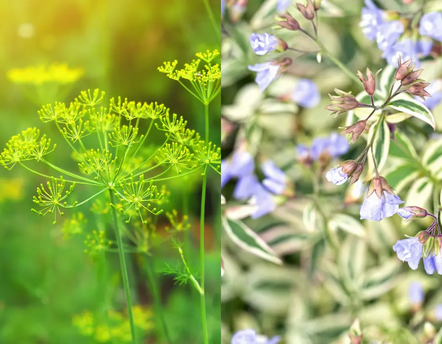 planter til krukker Polemonium Stairway to Heaven