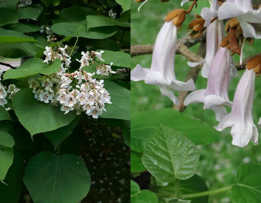 planter til krukker kejsertræ