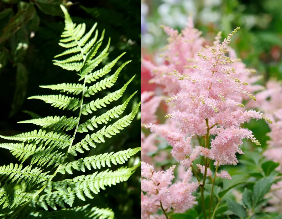 planter til krukker udendørs Astilbe Japonica Europa