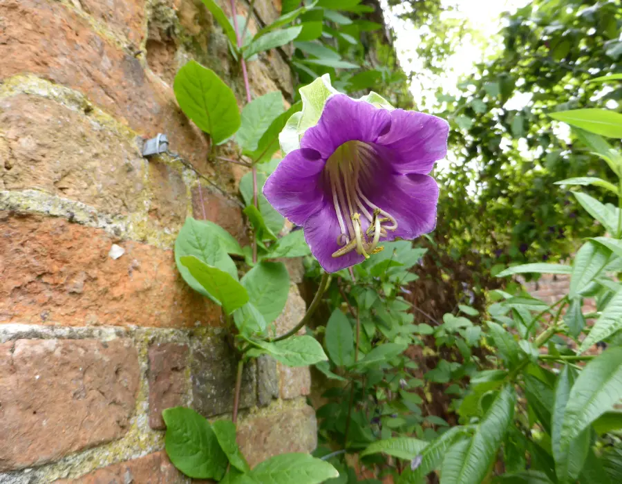 planter til krukker udendørs Cobaea Scandens Violet