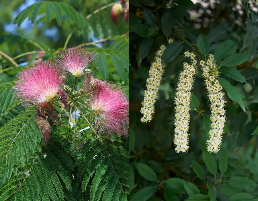 planter til krukker udendørs Prunus Lusitanica Angustifolia