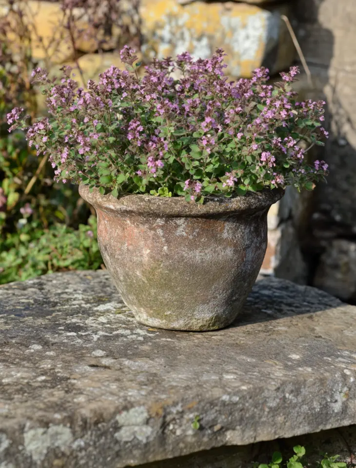 stauder til krukker oregano