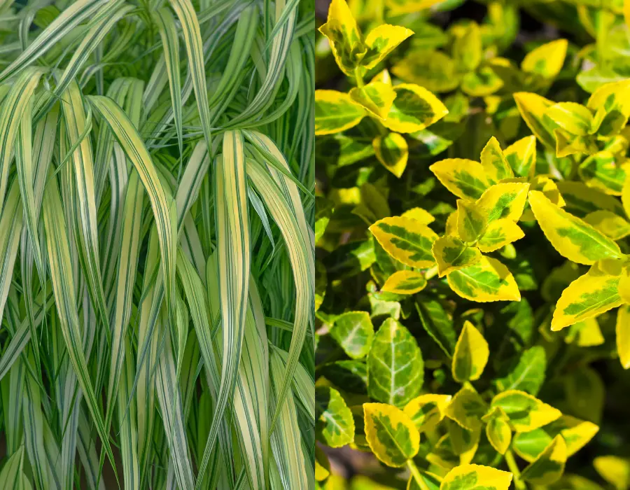 udendørs krukkeplanter Euonymus Fortunei Emerald 'N' Gold